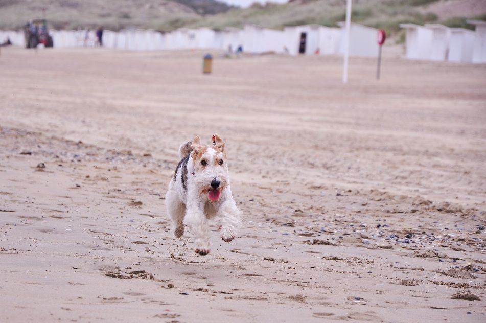 Wag the Beach: Bredene - Las Vegas für Hunde (Foto: Munich Globe Bloggers)