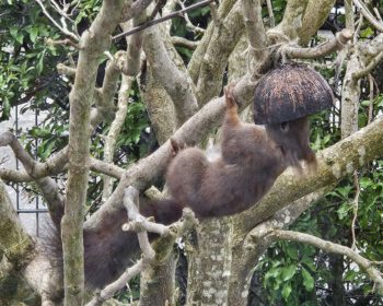 Der kleine Wuzi, voll Genuss, verspeist allein die Kokosnuss – die ganze Hörnchen-Bande brüllt: Er isst die Kokosnuss, er isst die Kokosnuss, er hat die Kokosnuss stibi-hi-hitzt! (Foto: Munich Globe Bloggers)