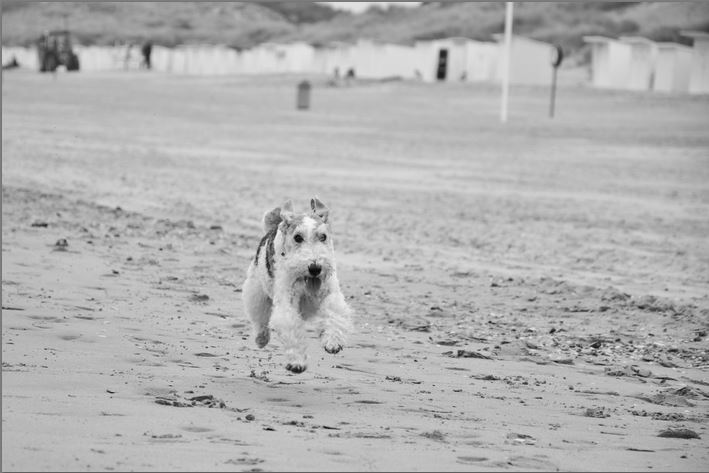 A Farewell to Bones - Polly left our Beach († 2015) (Foto: Munich Grief Bloggers)